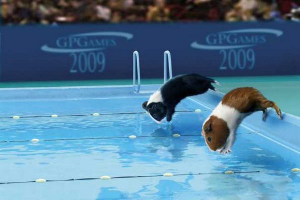 荷兰猪运动会游泳