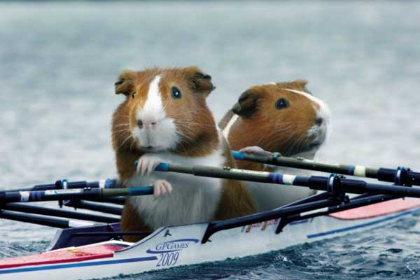 荷兰猪运动会划船
