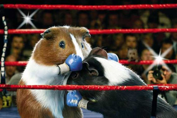 荷兰猪运动会拳击