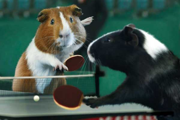 荷兰猪运动会乒乓球